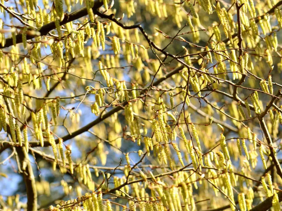 Catkins: a sign of spring | Trees for Cities