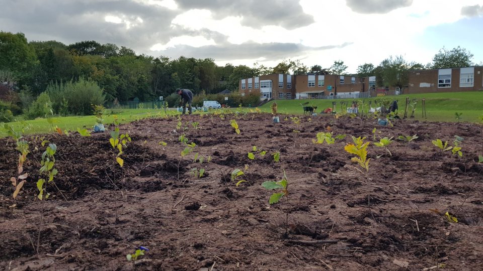 Primary Tree Tree for Cities is bringing the National Forest to Cardiff schools ...