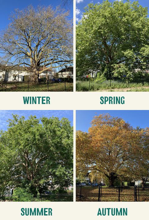 Spring Time Tree Life Urban Tree Watch: Capturing trees through the seasons | Trees for Cities