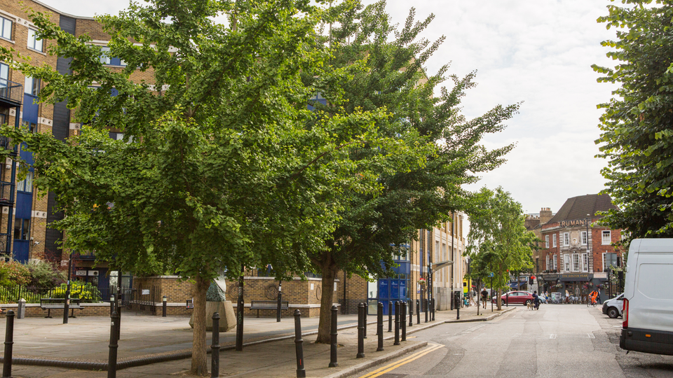 Tree In Street 5 top urban street trees we plant | Trees for Cities