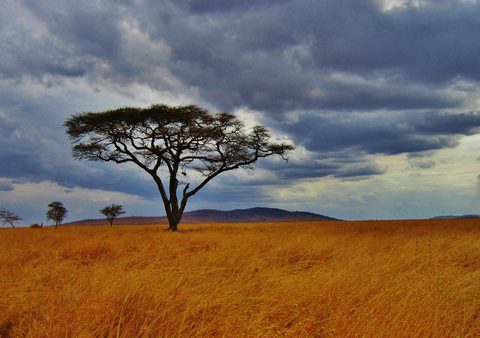 Ateca Tree How trees adopt unique ways to protect themselves | Trees for Cities