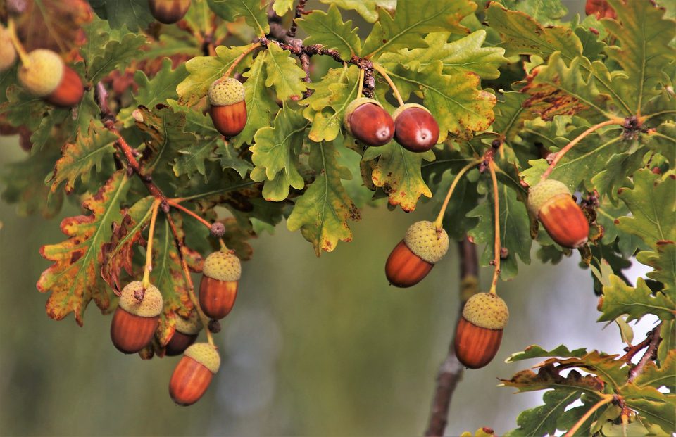 Mast Tree Graphics The mystery of the mast year | Trees for Cities