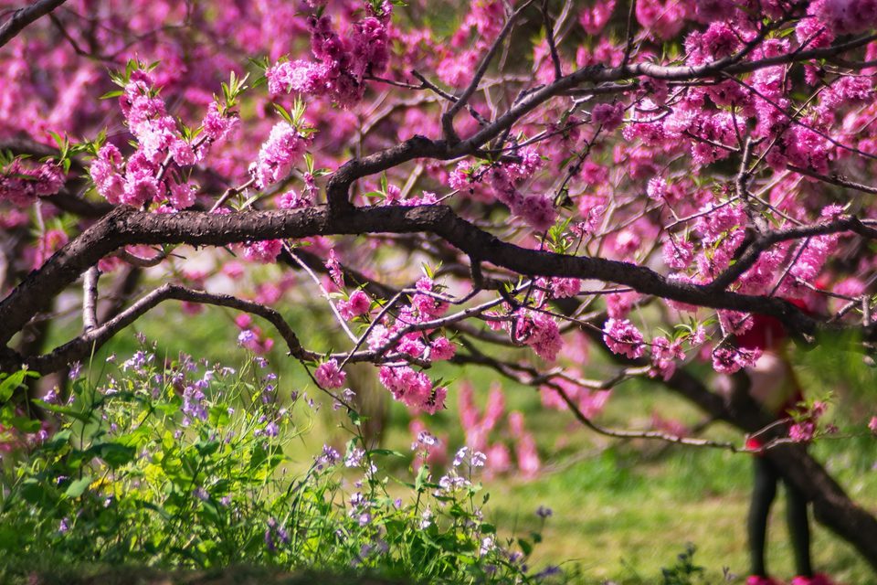 Spring Tree Petals Trees in Spring | Trees for Cities