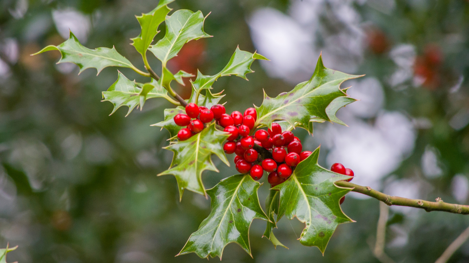 Holler Tree Learn about the holly tree | Trees for Cities