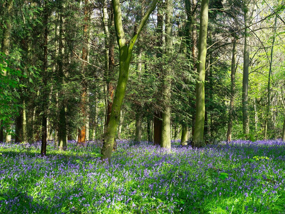 British Spring Trees Best places to see urban blossom in the UK | Trees for Cities