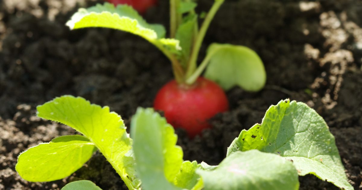 Small Raddish Tree Radish | Trees for Cities